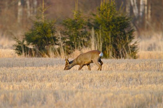 Roe deer looking for a food on a golden harvested crop field in the evening