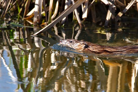 Closeup of a muskrat swimming with half of the body visible on water surface