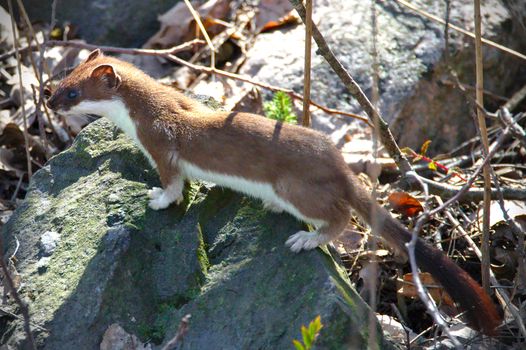 Least Weasel (Mustela Nivalis) standing on the rock in a sunshine. Brown and white furry weasel with a long tail.