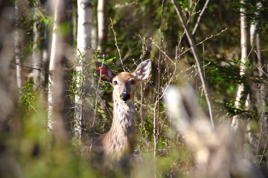 Portrait of a curious roe deer standing at the edge of the forest and looking straight into the camera