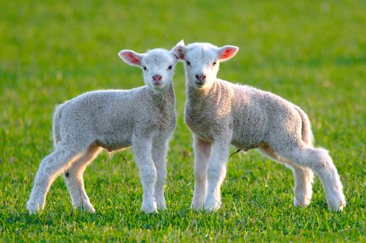 two baby lambs standing together in the evening sun on green grass and looking into the camera.