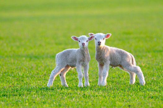 Perfect photo of two newborn lambs standing together on beautiful green lawn posing for the camera.