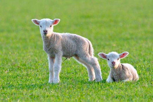 Two cute baby lambs with big pink ears on the fresh green grass smiling to the camera. One standing and other laying on the lawn