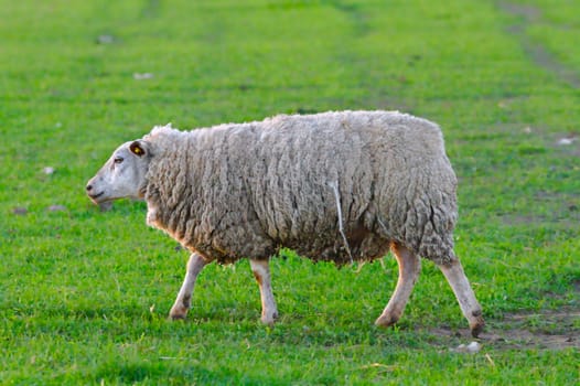 A sheep walking on a field of green delicious grass.