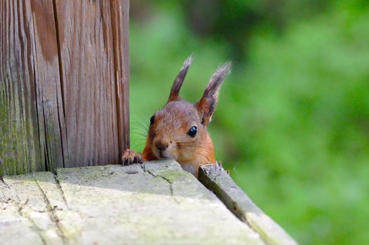 Cute curious squirrel peeking from behind the corner of wooden terrace. Only nose, eyes and two sharp ears visible.
