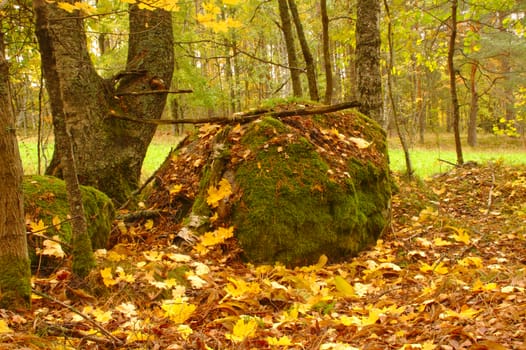 Green lichen on a rock covered with fallen leaves. Leaves on the ground in fall