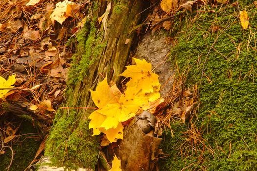 Yellow maple leaves, rotten wood trunk and green lichen in the park in autumn.