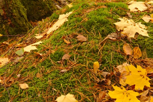 Yellow fallen leaves and spikes on green moss in autumn.