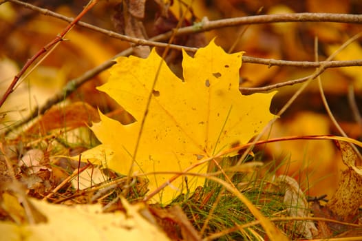 Beautiful yellow maple leave. Yellow autumn background