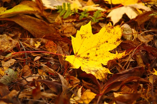 Fallen maple leave on the ground on autumn