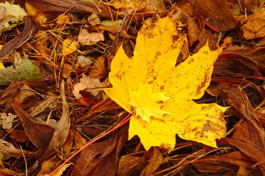 Two yellow maple leaves on the ground. Fallen from trees in autumn.