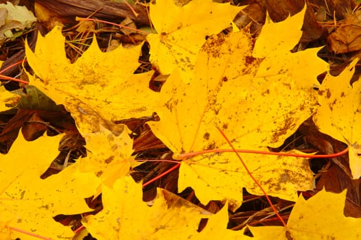 Beautiful yellow maple leaves in the park in autumn.
