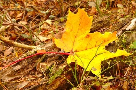 Yellow maple leave fallen to the ground in October.