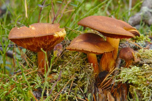 Mushroom family growing together in autumn forest.