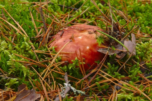 Fresh red Russula growing in green lichen in the pine forest in autumn.