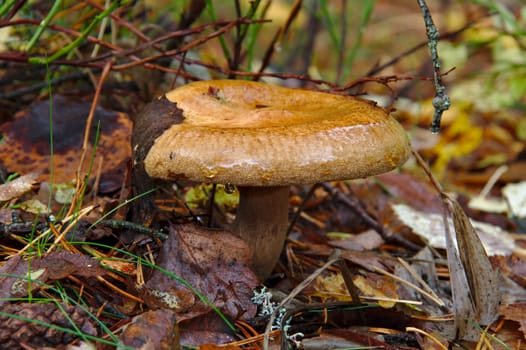Brown Milkcap growing from the ground covered with fallen leaves.