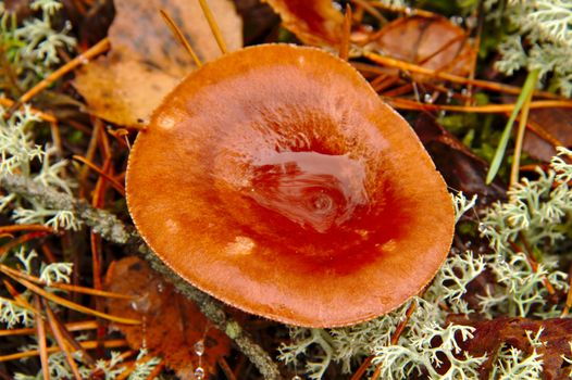 Milk cap musroom Lactarius rufus growing in pine forest in autumn.