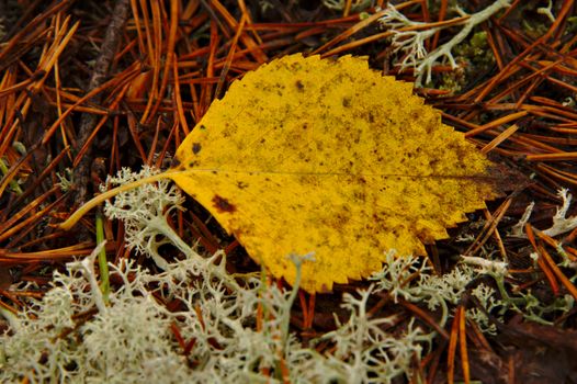 Fallen birch tree leave on the ground with lichen and pine spikes.