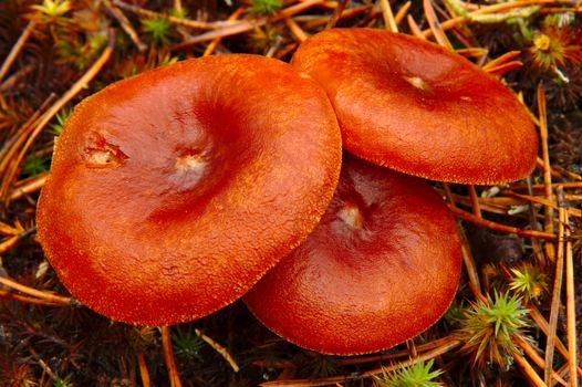 Three milk caps growing together in autumn forest