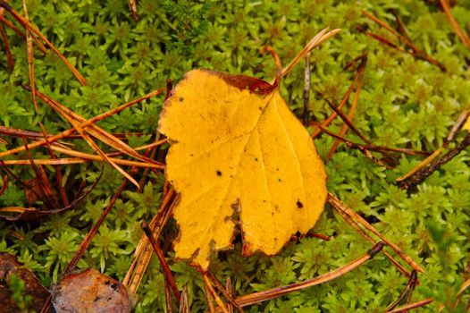 Closeup of yellow fallen birch leave on green grass in the forest in fall.