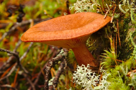 Closeup of a delicious milk cap (Lactarius rufus) mushroom in autumn forest.