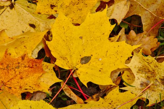 Fallen maple leave on the ground on autumn