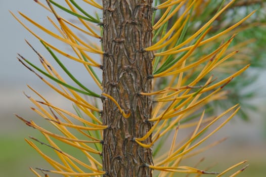 Spikes of an evergreen pine turned yellow in autumn.