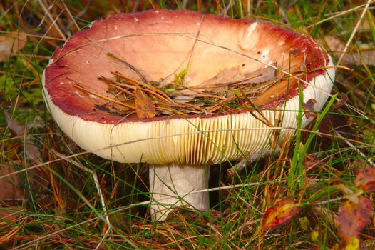 Old red russula, cap filled with fallen leaves and pine spikes in late autumn.