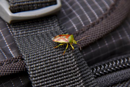 Green and red shield bug on a strap of black backbag