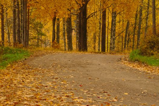 Gravel road in golden park