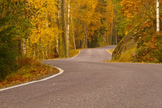 A curved road in the yellow autumn forest.