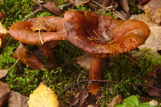 Two brown mushrooms growing together in the forest side by side.