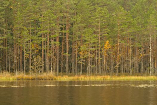 Pine forest by the lake in fall.