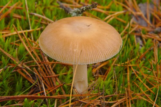 Beige mushroom in the green grass covered with pine spikes.