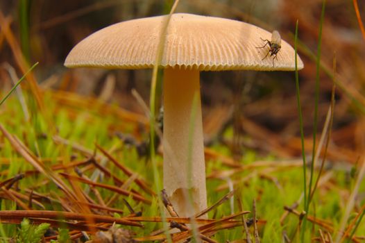 A fly on the beige mushroom in the forest in autumn.