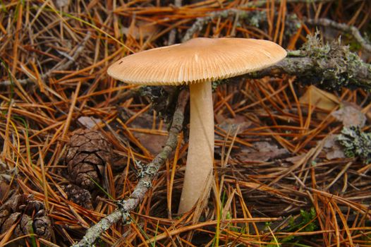 Beige mushroom growing in pine forest in autumn.