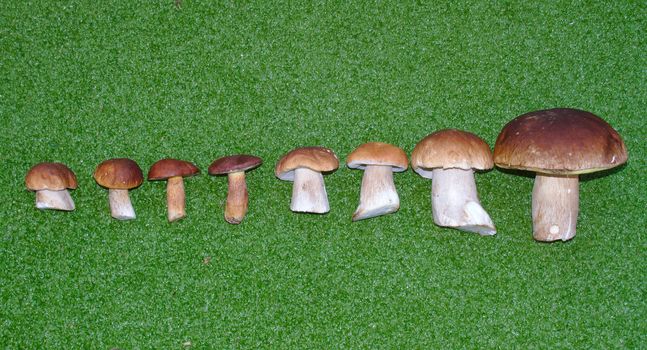 Hand picked Leccinum mushrooms in order from smallest to largest on a green background