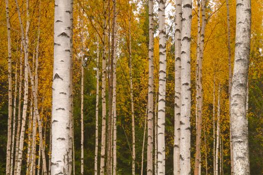 Beautiful birch forest in autumn