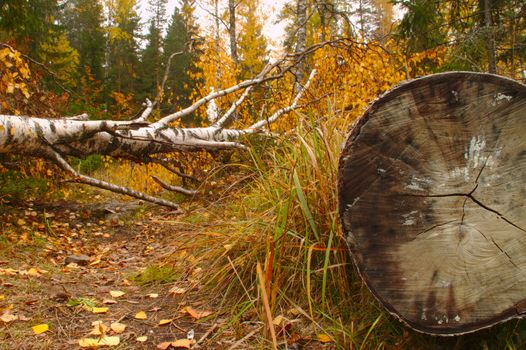 Cut down trunks of a birch trees in the forest in fall.