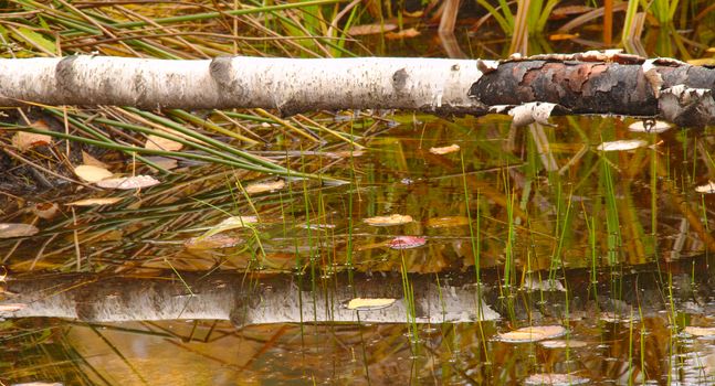 Trunk of a birch tree fallen over a small pond creating reflection from water surface