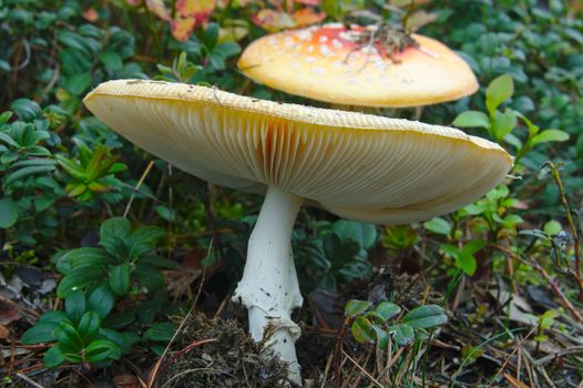 Old tilted fly agaric in the forest. Another on background.