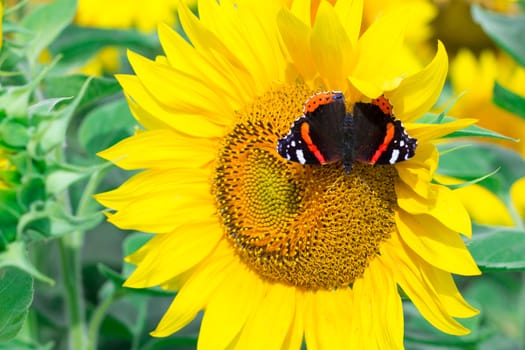 Close-up of colorful red black butterfly flying on yellow orange bright sunflowers on field