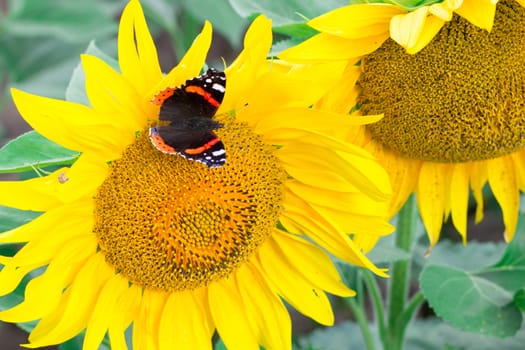 Close-up of colorful red black butterfly flying on yellow orange bright sunflower