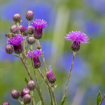 The Cirsium lineare (Thunb.) in Gannan, Gansu province.