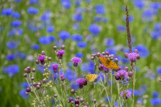 The Cirsium lineare (Thunb.) with butterfly in Gannan, Gansu province.