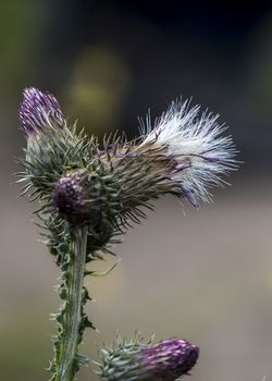 The Cirsium interpositum (Crack thistle) in Ruoergai (Zoige) county, Sichuan province.