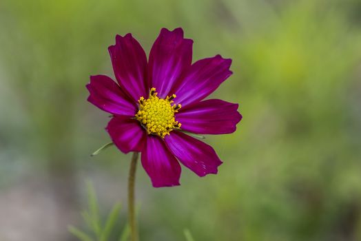 The cosmos bipinnatus in Ruoergai (Zoige) county, Sichuan province.