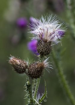 The Cirsium interpositum (Crack thistle) in Ruoergai (Zoige) county, Sichuan province.