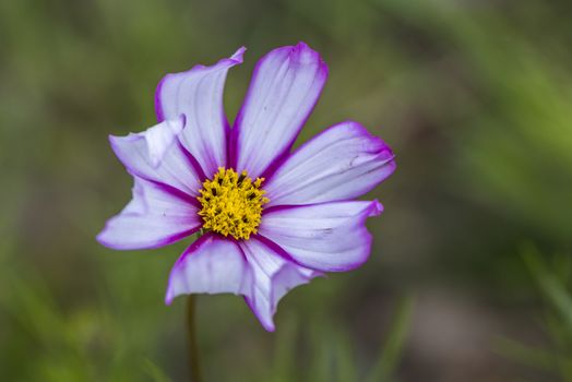 The cosmos bipinnatus in Ruoergai (Zoige) county, Sichuan province.