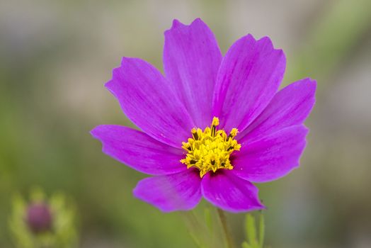 The cosmos bipinnatus in Ruoergai (Zoige) county, Sichuan province.